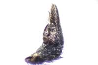 Pardosa saltans