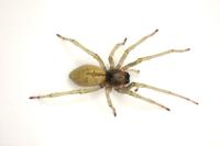 Cheiracanthium mildei