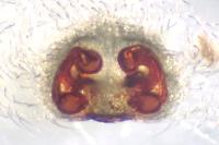 Cheiracanthium mildei