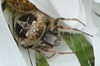 Agalenatea redii