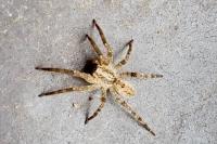 Zoropsis spinimana
