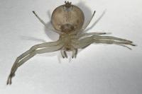 Misumena vatia