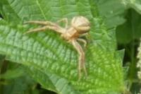 Xysticus