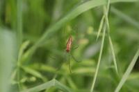 Tetragnatha