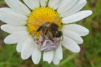 Thomisus onustus