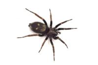 Callilepis schuszteri