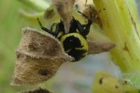 Synema globosum