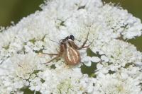 Runcinia grammica