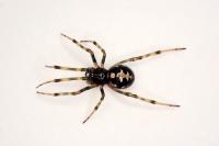 Steatoda triangulosa
