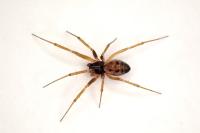 Tenuiphantes tenuis