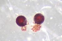 Theridion mystaceum