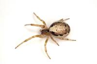 Zygiella x-notata