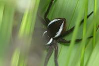 Dolomedes