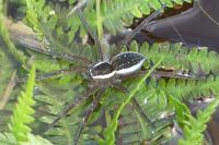 Dolomedes