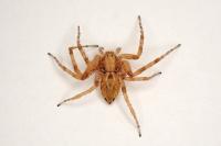 Philodromus praedatus