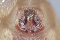 Philodromus praedatus