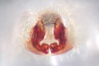 Philodromus praedatus