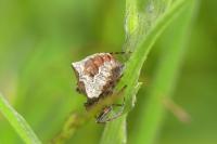 Gibbaranea bituberculata