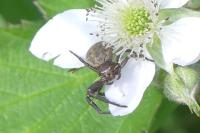 Xysticus