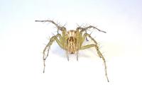 Oxyopes lineatus
