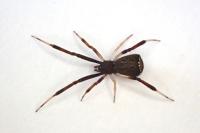 Episinus truncatus
