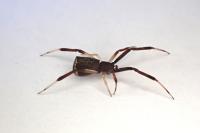 Episinus truncatus
