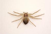 Philodromus dispar