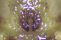 Philodromus dispar