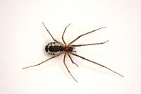 Neriene radiata