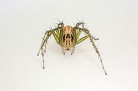 Oxyopes lineatus