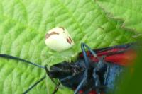 Ebrechtella tricuspidata