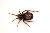 Steatoda bipunctata