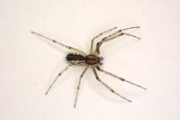 Linyphia triangularis