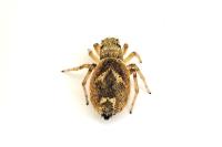 Heliophanus tribulosus