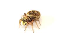 Heliophanus tribulosus