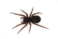 Amaurobius ferox