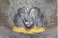Amaurobius ferox