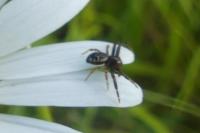 Synema globosum