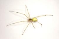 Enoplognatha ovata