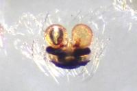 Enoplognatha ovata