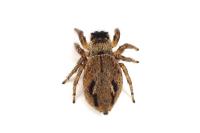 Evarcha arcuata