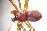 Nigma flavescens