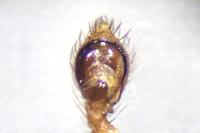 Nigma flavescens