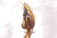 Nigma flavescens