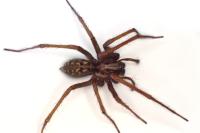 Eratigena saeva