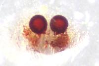 Theridion mystaceum