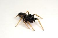 Heliophanus cupreus