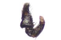 Heliophanus cupreus