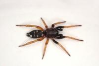 Phaeocedus braccatus