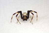 Misumena vatia